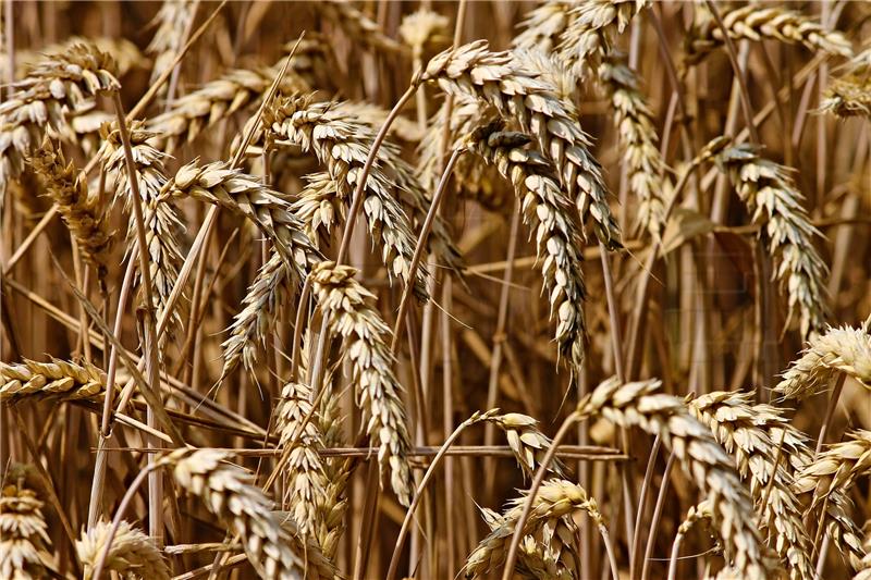 Baranja crop farmers protest over low farm gate price of wheat