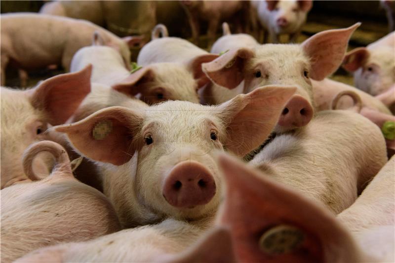 China bans pig imports from Croatia, Bosnia