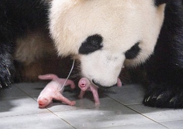 Blizanke velike pande prvi put rođene u Južnoj Koreji - zoološki vrt