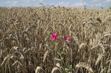 UKRAINE RUSSIA CONFLICT HARVEST