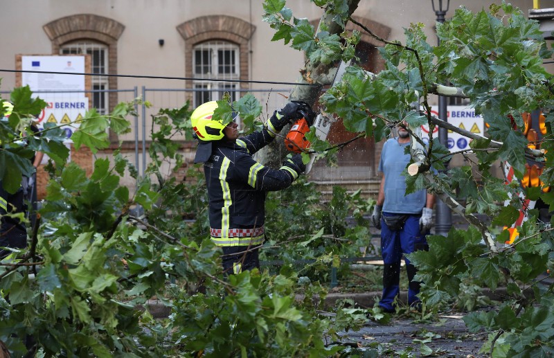 Srušeno stablo u Ulici Republike Austrije