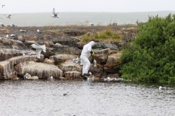 NORWAY DISEASES BIRDS FLU