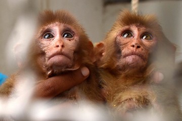 PAKISTAN ANIMALS MONKEY