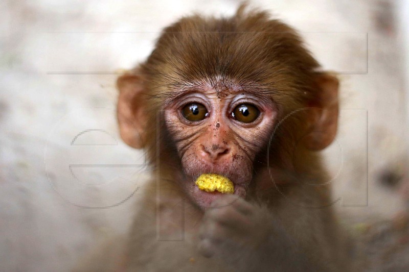 PAKISTAN ANIMALS MONKEY