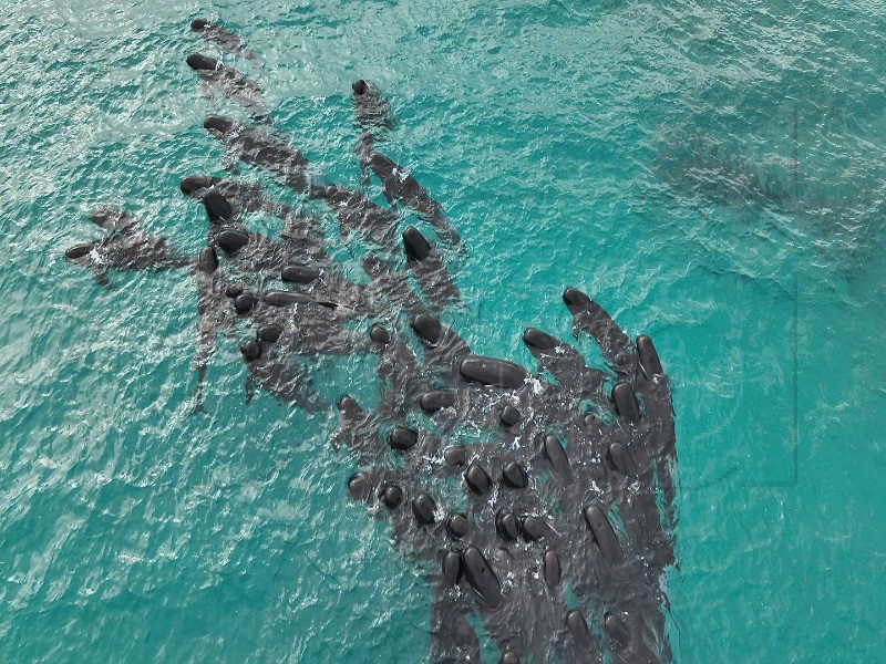 AUSTRALIA WHALES