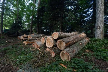 USKOK investigates Croatian Forests company - media reports