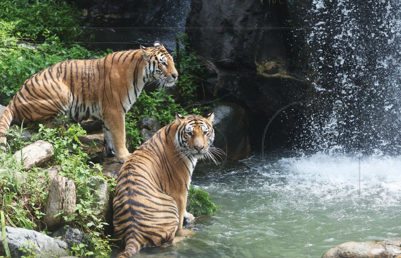 SOUTH KOREA ANIMALS TIGER DAY