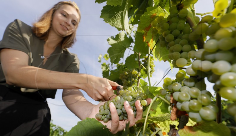 GERMANY AGRICULTURE GRAPE