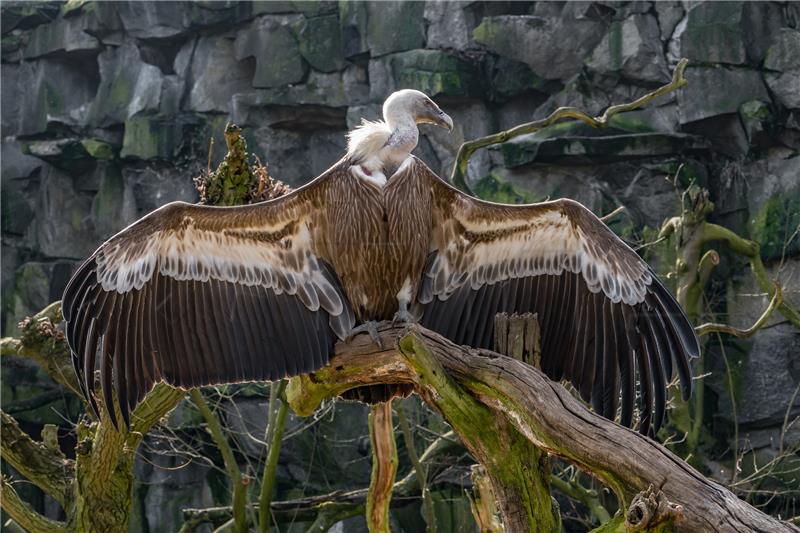 Croatia marking International Vulture Awareness Day