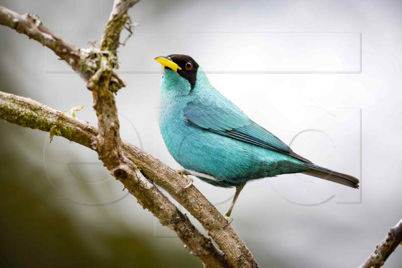 COSTA RICA BIODIVERSITY