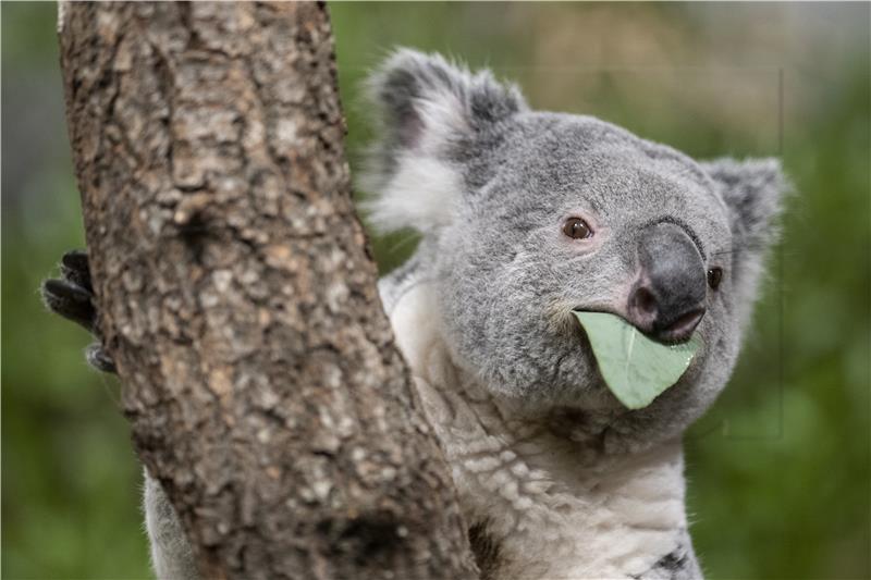 Koala kriomice jela sadnice eukaliptusa, šteta je veća od 3000 eura