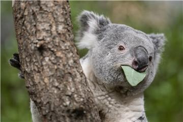 Koala kriomice jela sadnice eukaliptusa, šteta je veća od 3000 eura