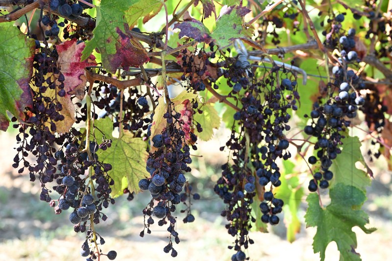 Francuski vinari očekuju slabiju godinu