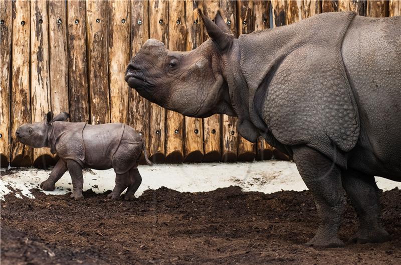 Nosorog ubio timariteljicu u salzburškom zoološkom vrtu