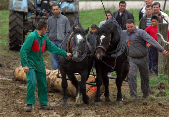 Zlostavljači konja kazneno prijavljeni, konj oduzet