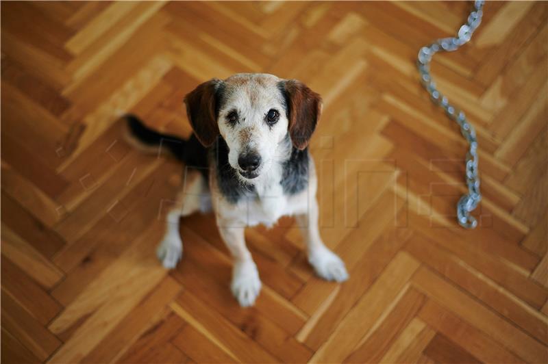 Animal Friends Croatia welcomes harsher penalties for abandoning a pet