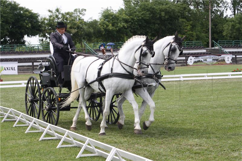 National federation of Lipizzaner breeders established