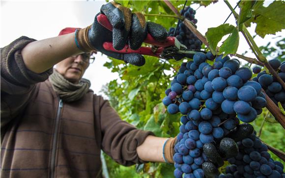 U tijeku je berba grožđa u vinogradima Fortenova grupe 