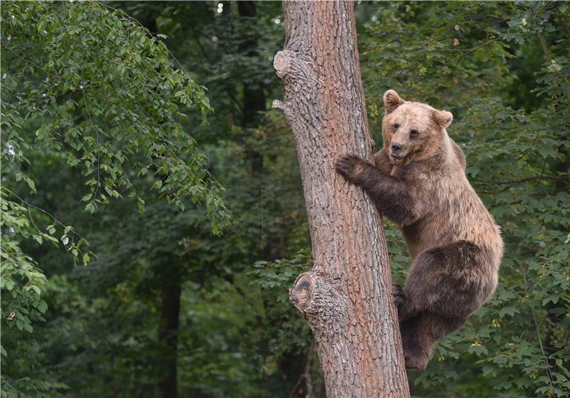 Grizli ubio dvoje izletnika u kanadskoj Alberti