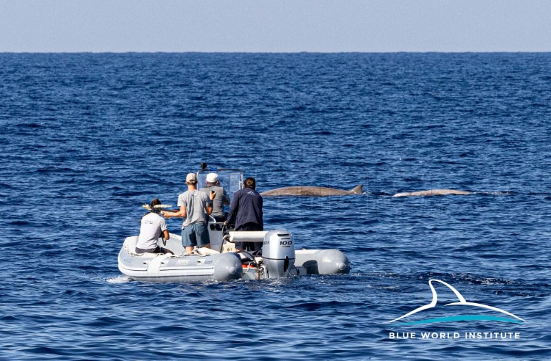 First research of protected Cuvier's beaked whales starts in the Adriatic