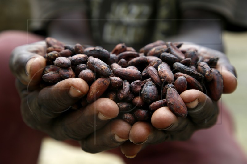 IVORY COAST AGRICULTURE CACAO