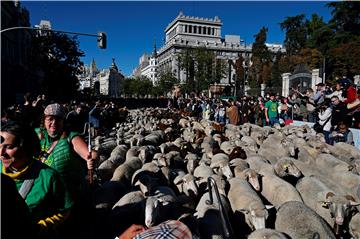 Stada ovaca u pratnji pastira tradicionalno preplavila madridske ulice 