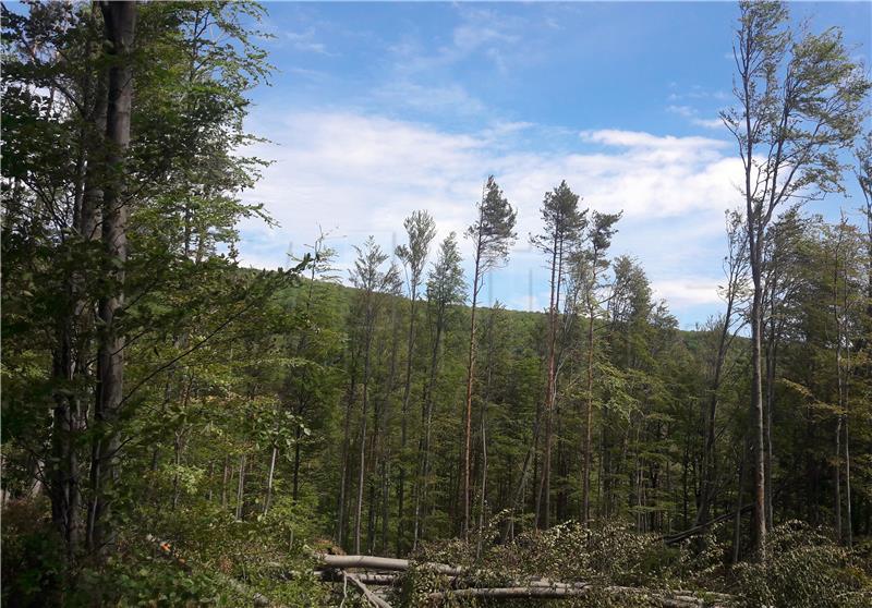 5,000 young oaks planted on Mt Medvednica