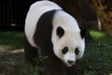 USA CHINA PANDAS NATIONAL ZOO 