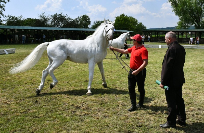 Animal Husbandry Days: Bigger, more productive investments should be supported