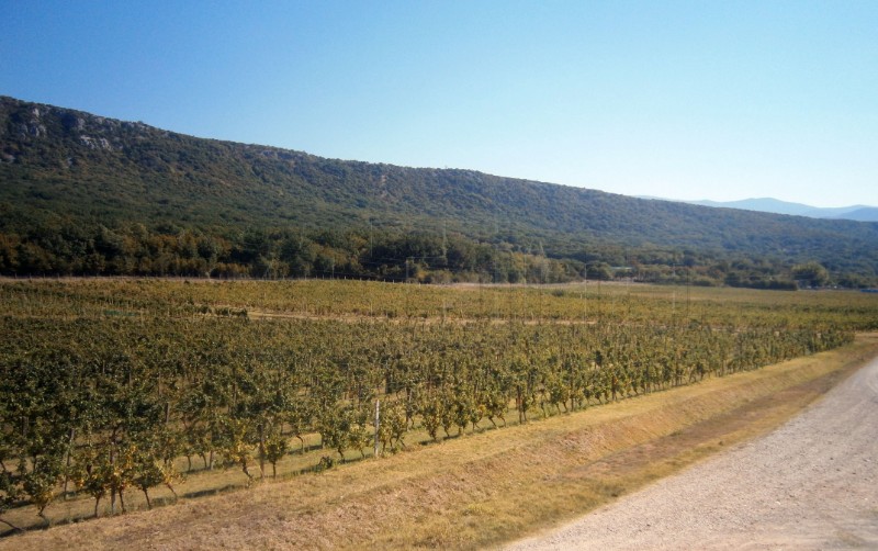 Novi Vinodolski: Obnovljena tisućljetna tradicija vinogradarstva