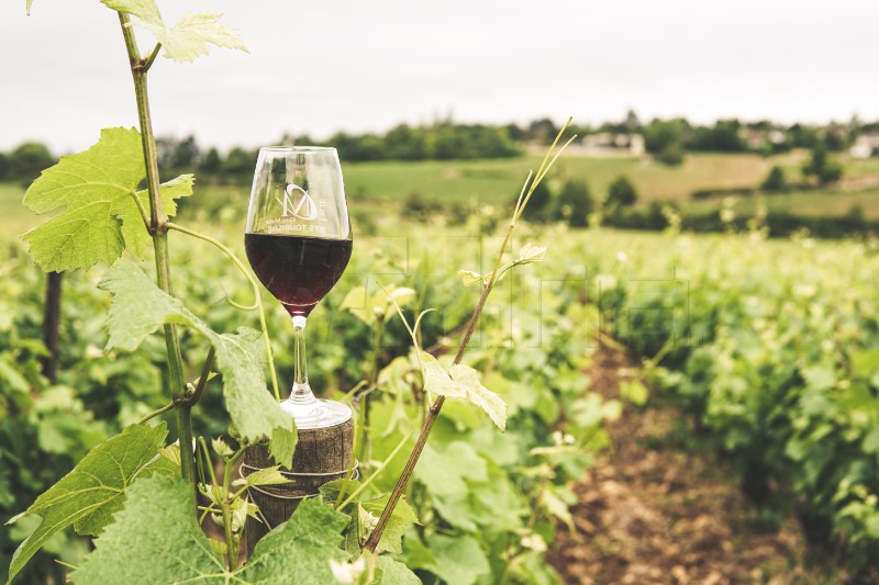 Croatian winemakers earn €120.7m in total revenue in 2022