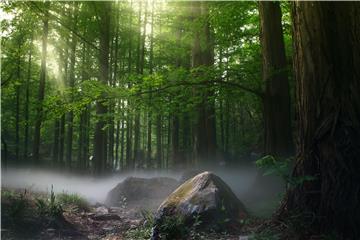 Obnova šuma i smanjenje fosilnih goriva ključni u borbi protiv klimatskih promjena