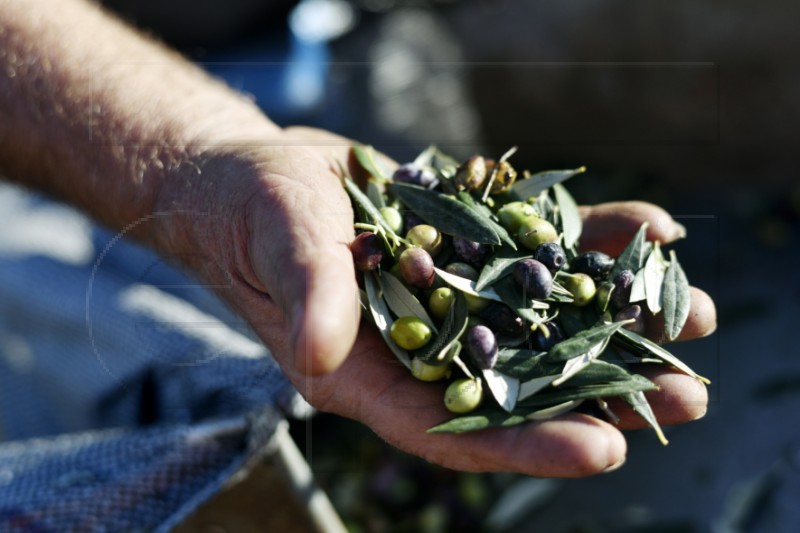 GREECE PHOTO SET AGRICULTURE