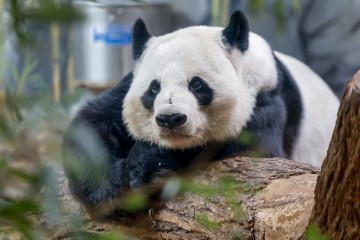 USA GIANT PANDAS ATLANTA