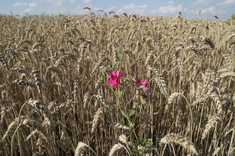 Minister: Croatia committed to Grain from Ukraine initiative