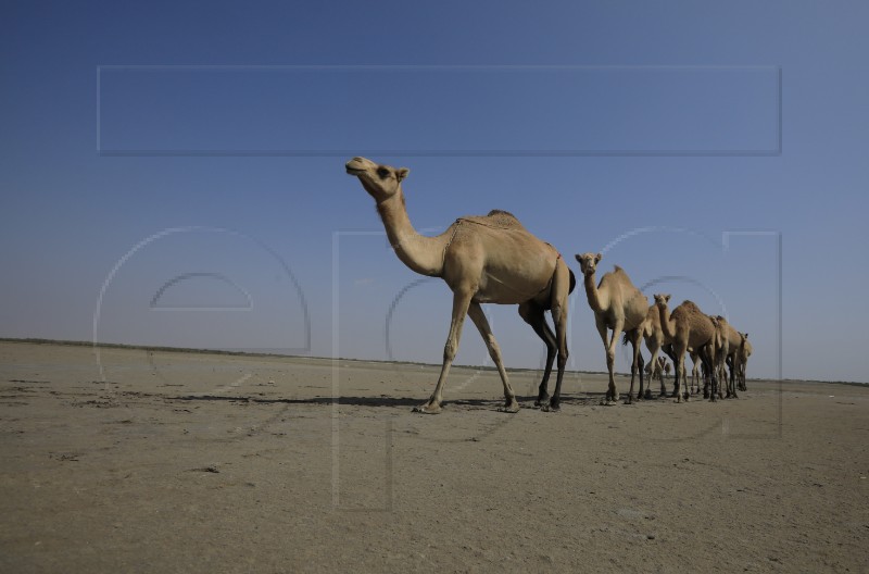 YEMEN DROUGHT ANIMALS