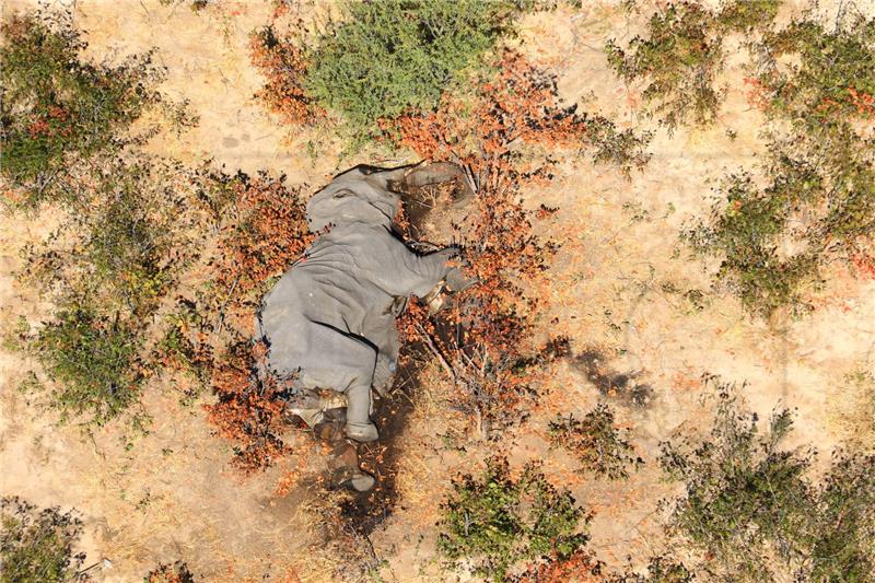 Deseci slonova ugibaju u Zimbabveu jer klimatske promjene isušuju park Hwange