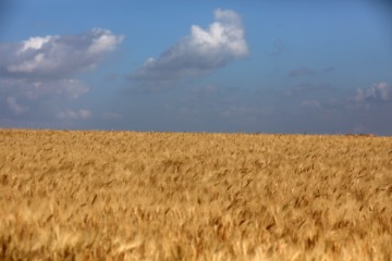 Cijene hrane u studenom blizu najniže razine u dvije i pol godine - FAO