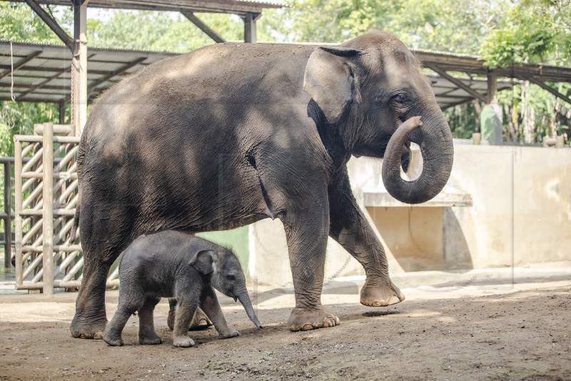 INDONESIA ANIMALS