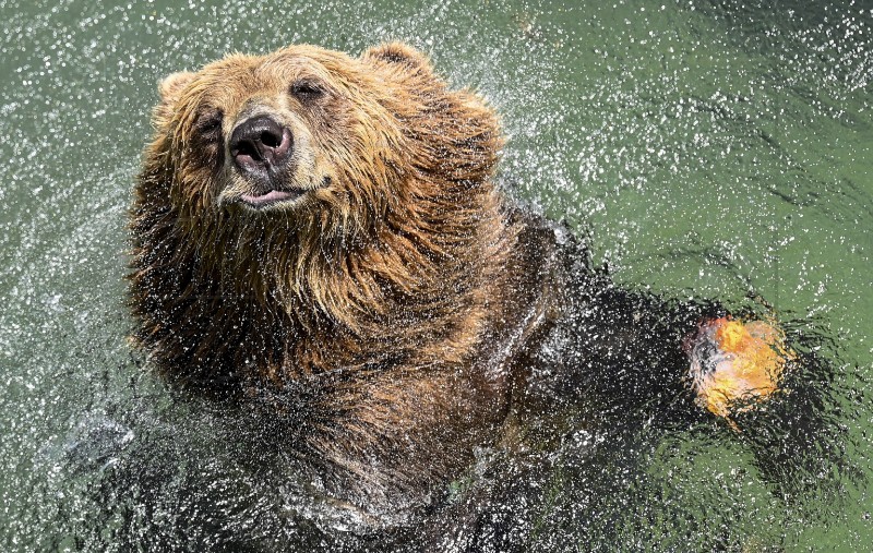 Škotski zoo udomio mrkog medvjeda koji je preživio rat u Ukrajini