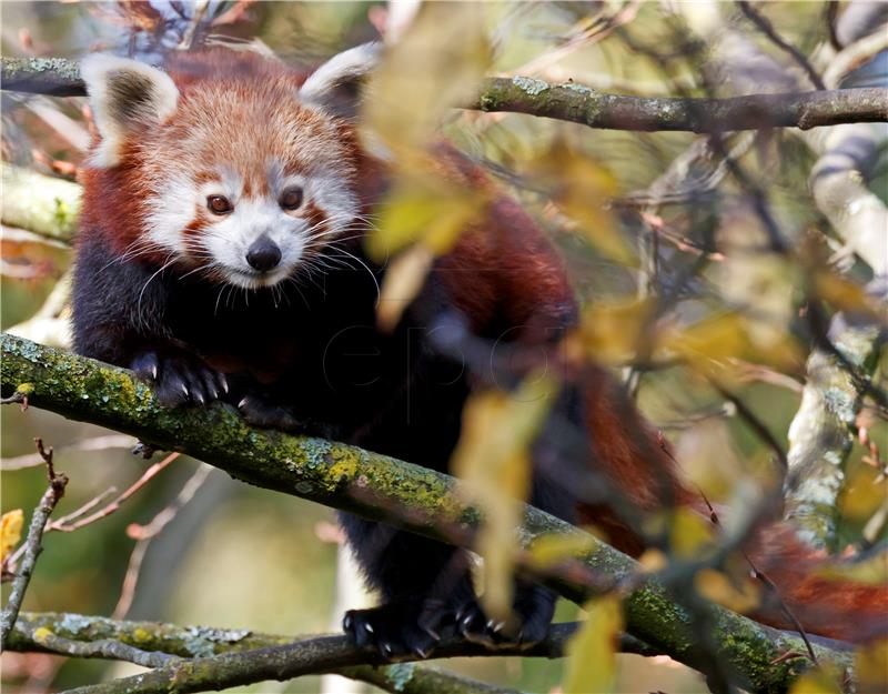 Panda pobjegla iz zoo-a u Koelnu, avantura je kratko trajala