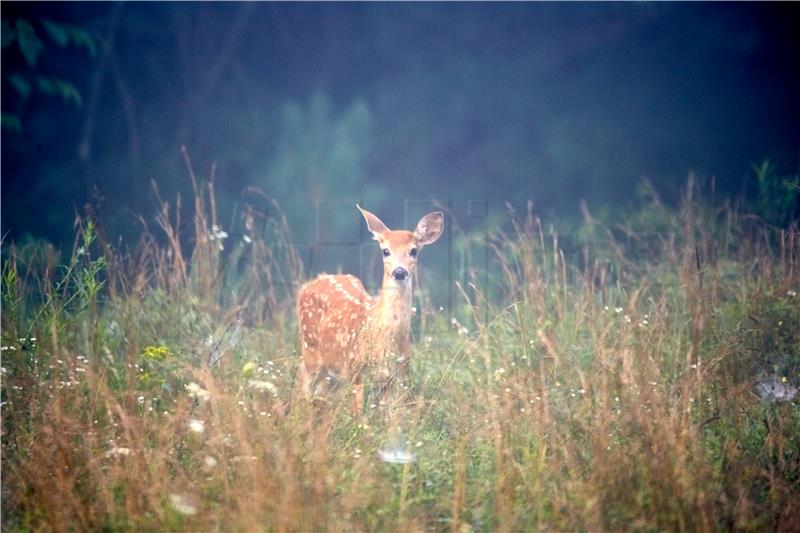 Šest vozila naletjelo na divljač tijekom vikenda na istarskim prometnicama