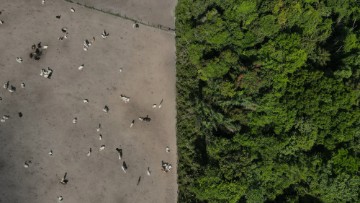 Odgođena uredba o deforestraciji, novi sukob ljevice i desnice u EP-u