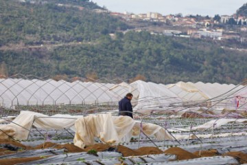 Jako jugo uzrokovalo velike štete na plastenicima vrgoračkih jagoda