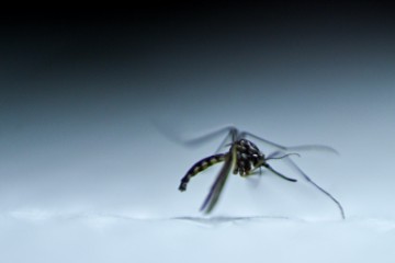 BRAZIL DENGUE