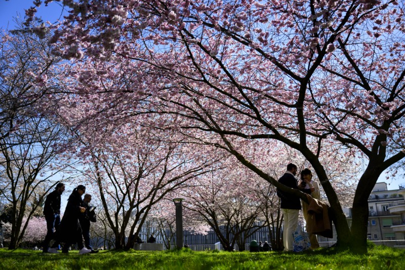 SWITZERLAND SPRING CHERRY BLOSSOM