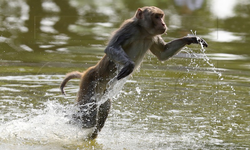 INDIA ANIMALS WEATHER