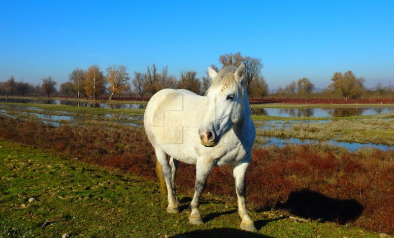 Dan Lonjskog polja - očuvanje prirode i tradicijskog načina života