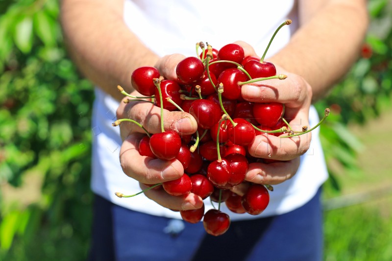 Na području Vrgorca počela berba trešanja