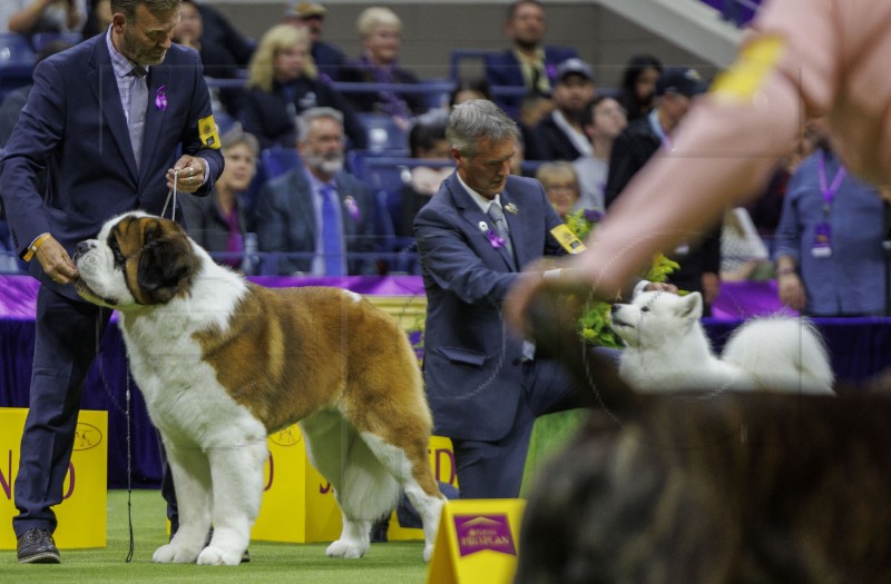 USA NEW YORK WESTMINSTER DOG SHOW